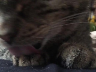 Pussy Licking fun )