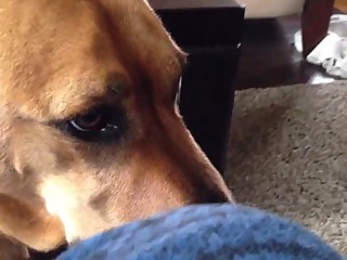 Latina dog licks white petite toes